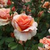 Heirloom Floribunda Roses, Live Own Root Plant for Outdoor Garden,