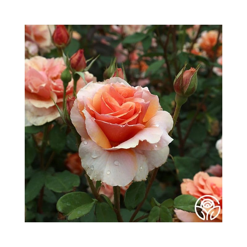 Heirloom Floribunda Roses, Live Own Root Plant for Outdoor Garden,