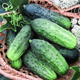 Cucumber Gherkin Wisconsin SMR 58 Seeds – Open-Pollinated | 55 Days to Harvest | Heirloom Pickling Variety with Crisp Texture & Rich Flavor