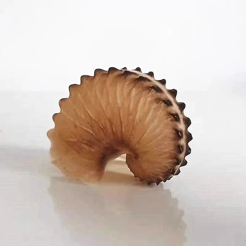 Real Argonaut Shell Paper Nautilus Shell Natural Brown Seashell Rare