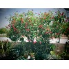Tree Jatropha Integerrima (Peregrina) Red Tree 5 - 12" Cuttings