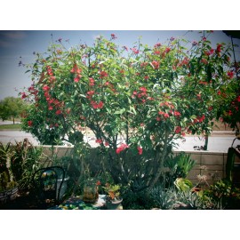 Tree Jatropha Integerrima (Peregrina)  Red Tree 5 - 12" Cuttings Tropical Tree Shrub