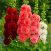 NIKA SEEDS - Seeds Flowers Hollyhock Majorette Mix Perennial -