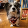 JPB Big Brother - Bandana para perro, diseño de búfalo
