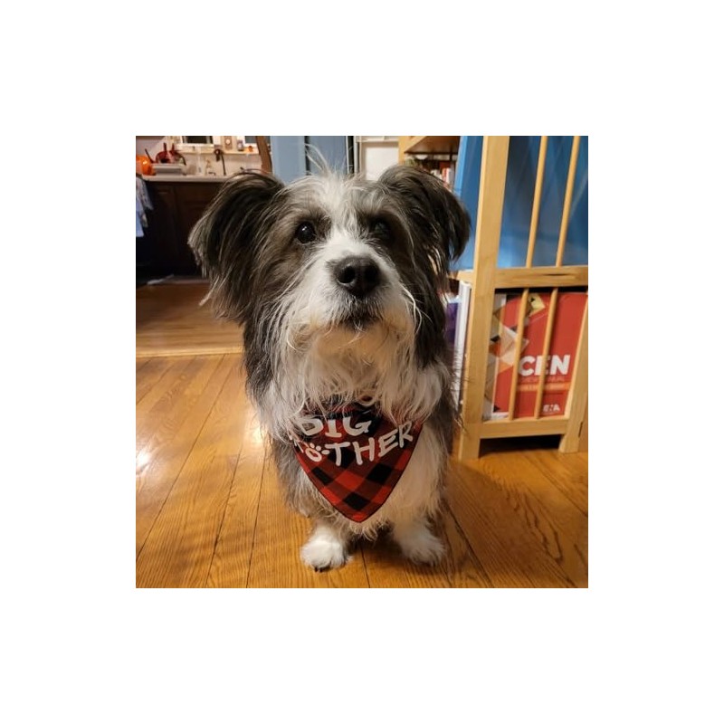 JPB Big Brother - Bandana para perro, diseño de búfalo