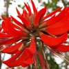 Erythrina variegata | Thorny Dadap | Easter Flower |Indian Coral
