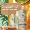 Zinc Shampoo, Dhs 16oz