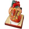 2022 Latest Design Life-Size Human Heart Model, 2-Piece 1:1 Anatomical