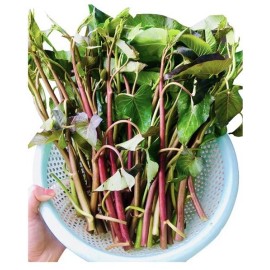 Mira’s Garden 300+ Red rau muong Dong Cong Tim Do Water Spinach