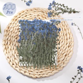 200 Pcs Natural Forget Me Not Pressed Dried Flowers Blue Don't Forget Me Dried Flower Real Dried Flowers for Resin Jewelry Candle Card Making Nail Art Flowers DIY Home Decoration