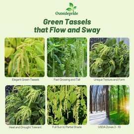 Outsidepride Green Amaranthus Seeds - 10000 Pcs Easy to Grow, Drought Tolerant Annual Amaranth Seeds for Planting with Colorful Spikes, for Cut Flower Arrangements, Flower Beds & Borders