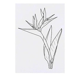 'Bird Of Paradise Flower' Temporary Tattoo - Water Resistant, Skin-Safe, Non-Toxic Transfer (TO00058489)