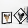 Kcgani 2 Pack 5.5 Inch Shark Tooth Holder Floating Frame