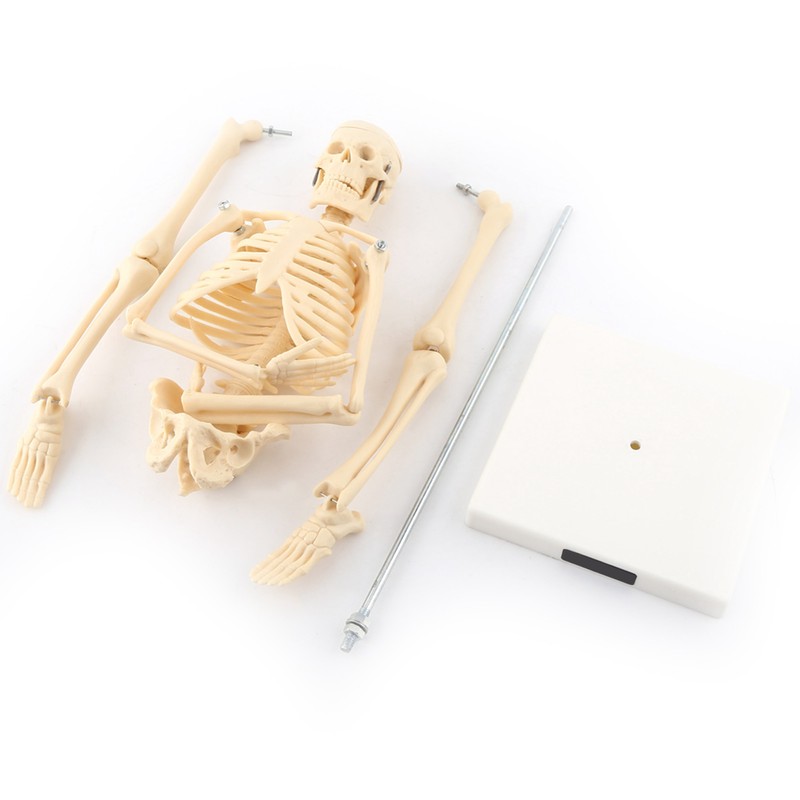 1pc Human Skeleton Anatomical Model Medical Anatomical Teaching Tool With