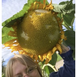 Aspetuck Growers MAMMOTH GREY STRIPE - MASSIVE SUNFLOWER - TALL - 16-18” BLOOMS - 20 SEEDS