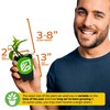 Vanilla Bean Orchid Live Plant (2-Pack) - Vanilla planifolia by