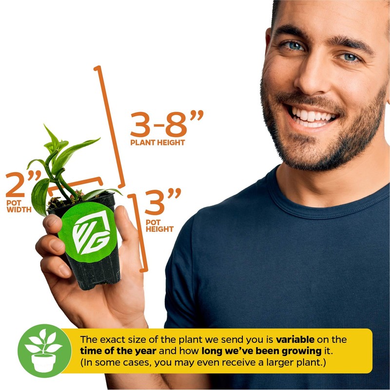 Vanilla Bean Orchid Live Plant (2-Pack) - Vanilla planifolia by