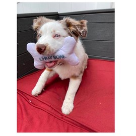 Freezable Dog Bone Shaped Toy for Dental Health Strong Teeth Gums Vanilla Scent (Small - 5 Inch Bone Toy)