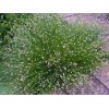 Fiber Optic Grass Ornamental Grass Seeds Fiber Optic Grass Seeds