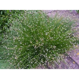 Fiber Optic Grass Ornamental Grass Seeds Fiber Optic Grass Seeds 25 Multi Pelleted Seeds