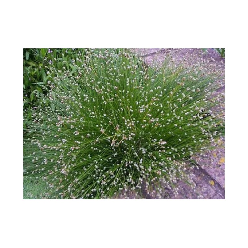 Fiber Optic Grass Ornamental Grass Seeds Fiber Optic Grass Seeds
