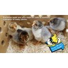 Cackle Hatchery Laying Hen Nest Box Pads Made in USA