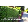 Podocarpus Macrophyllus | 1 Extra Large 3 Gallon Plant |