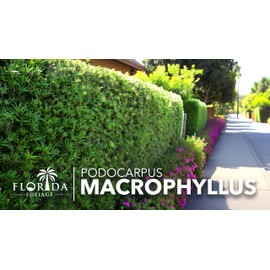 Podocarpus Macrophyllus | 1 Extra Large 3 Gallon Plant | Japanese Yew | Low Maintenance Live Evergreen Privacy Hedge Shrub