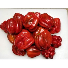 Antep Aci Dolma Pepper 10+ Seeds