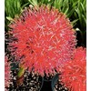 Blood Lily Bulb - Haemanthus - Sun or Part Shade