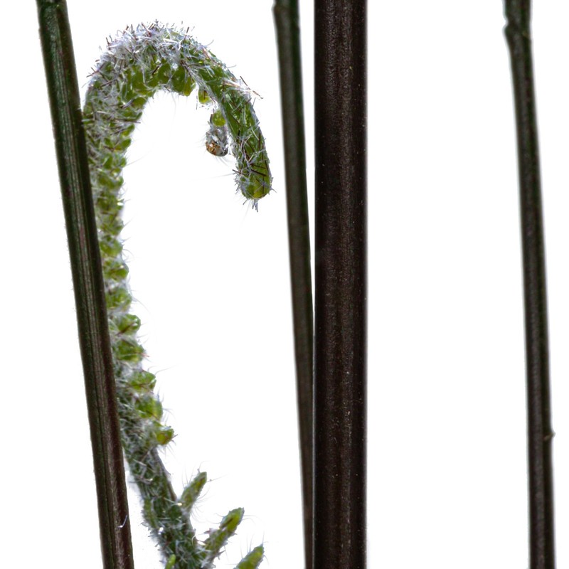 Creative Co-Op Faux Fern Tree in Plastic Pot, Green