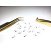 Generic 10D - 0.07 C and D Curl 1000 Premade