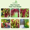 Outsidepride Red Amaranthus Seeds - 10000 Pcs Easy to Grow,