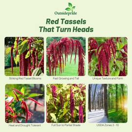 Outsidepride Red Amaranthus Seeds - 10000 Pcs Easy to Grow, Drought Tolerant Annual Amaranth Seeds for Planting with Colorful Spikes, for Cut Flower Arrangements, Flower Beds & Borders