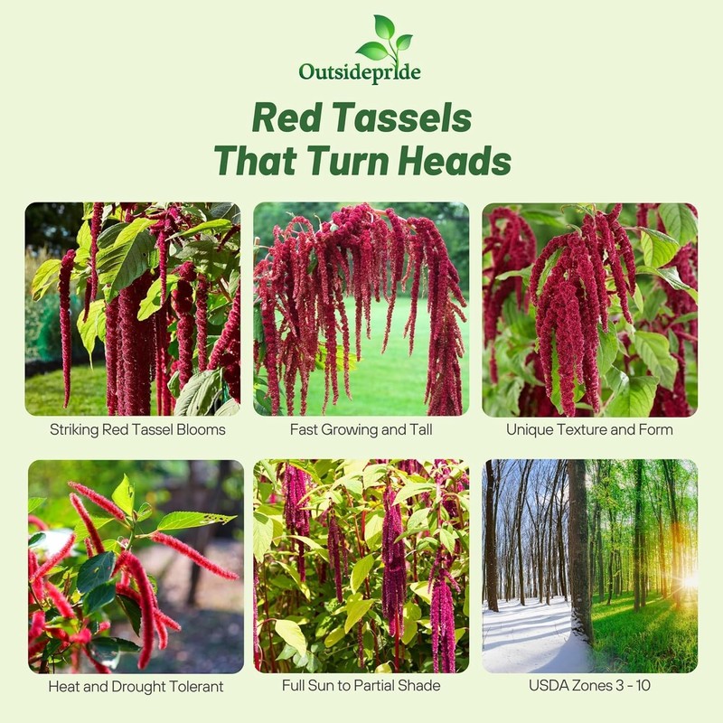 Outsidepride Red Amaranthus Seeds - 10000 Pcs Easy to Grow,