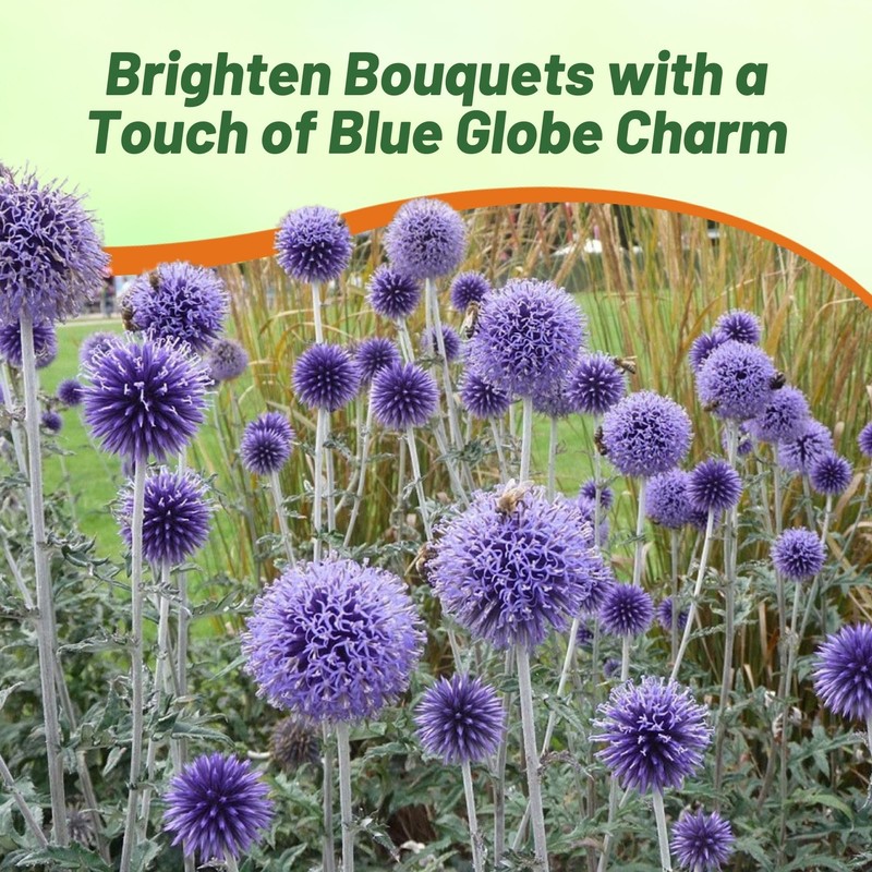 Outsidepride Blue Globe Thistle Seeds - 1000 Pcs Perennial, Drought