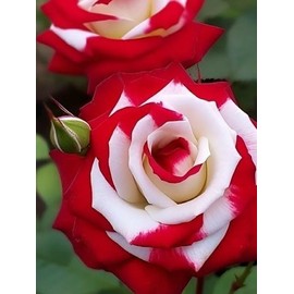 Red Purple Black Rose Over 800+  Mix Seeds THYME Garden Planting Colorful Rose Flowering in all seasons
