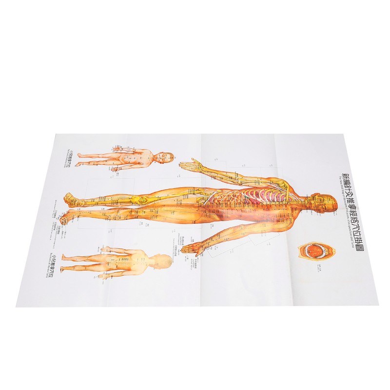 Chinese and English Acupoint Wall Chart Front Large Size Comprehensive
