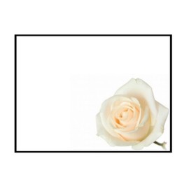 ShredAstic Funeral cards Sheep Ladybird In Loving Memory Sadly Missed Blank large 12.5 x 9cm Memorial - cello bag (12. Cream Rose, 6 Cards / 6 cello bags)