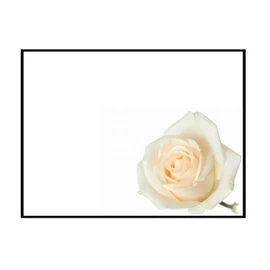 ShredAstic Funeral cards Sheep Ladybird In Loving Memory Sadly Missed Blank large 12.5 x 9cm Memorial - cello bag (12. Cream Rose, 6 Cards / 6 cello bags)