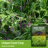 Hairy Vetch Seeds for Planting - 5 Packets with Instructions
