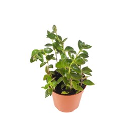 Black Goldfish Plant-4'' from California Tropicals