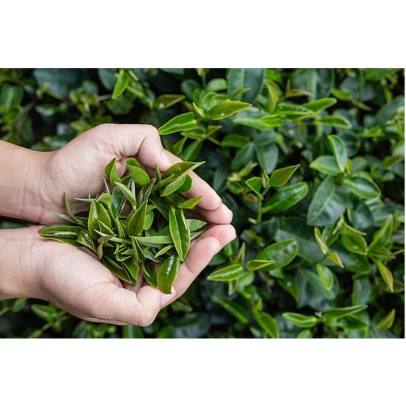 Denise's Fine Tea, USDA Organic, Alishan High Mountain Oolong, Luxury