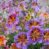 MESay Chilean Morning Glory Seeds - 100 Mixed-Color Seeds for