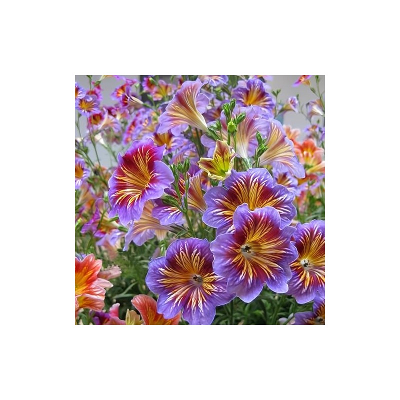 MESay Chilean Morning Glory Seeds - 100 Mixed-Color Seeds for