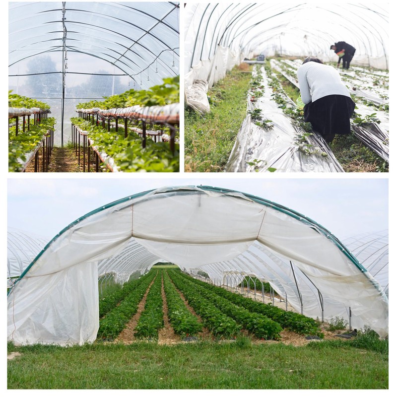 PE Plastic Film Transparent Dustproof Garden Plant Cover Greenhouse Agricultural