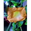 fresh extra rare BRUGMANSIA - MOBISU --- 5 fresh cuttings