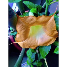 fresh extra rare BRUGMANSIA -  MOBISU --- 5 fresh cuttings