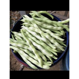 Pan-Asia Heirloom 60 BAI BU LAO Chinese Romano Pole Bean Seeds 九粒白 白不老 架芸豆 USA FreeShip