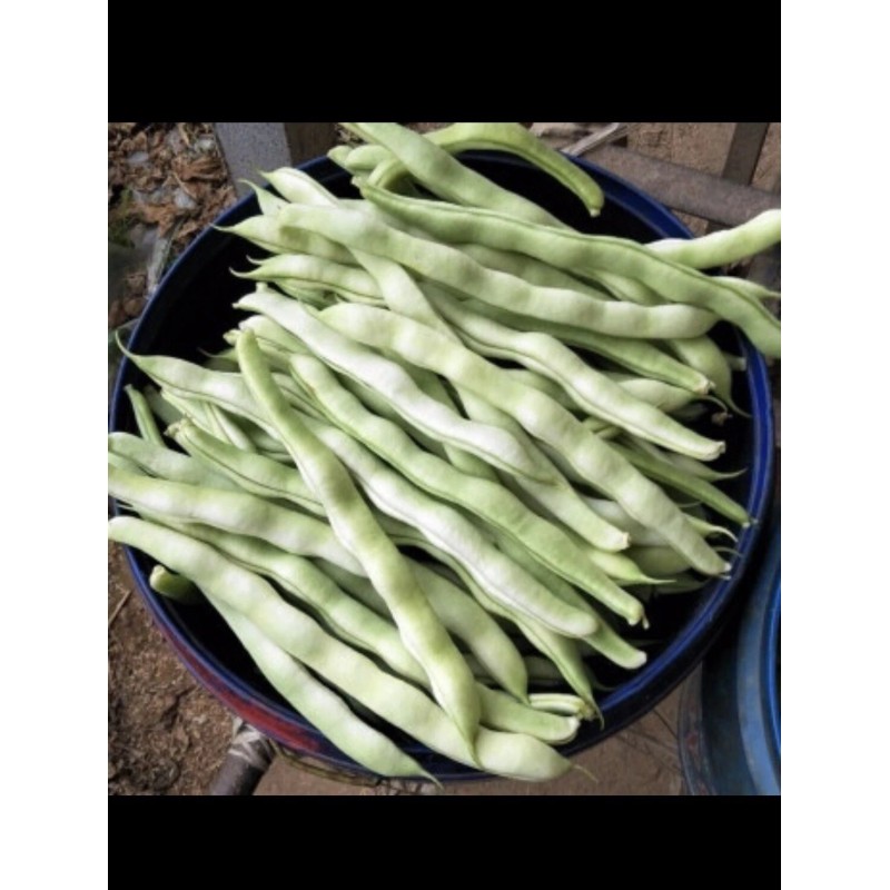 Pan-Asia Heirloom 60 BAI BU LAO Chinese Romano Pole Bean